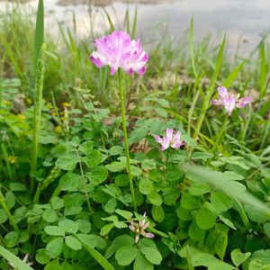 海棠又落微雨时