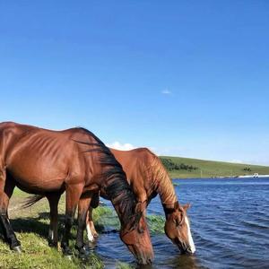 让桑巴旦＆曲英多杰-牧民