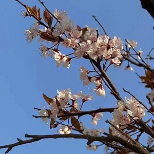 田野间
