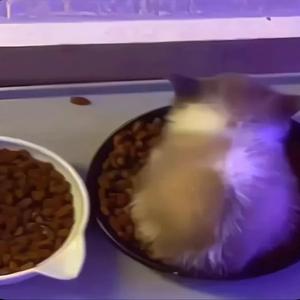 wiwiwiミミちゃん、あなたのことがとても大好きです。あなただけが理解してくれるでしょう。