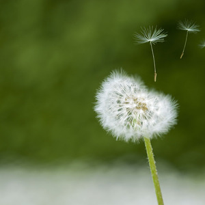 野子（翻自 苏运莹）