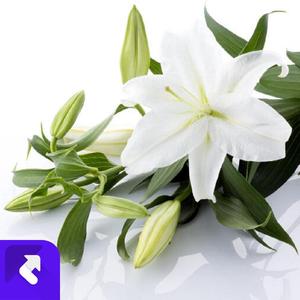 百合花的甜甜微笑