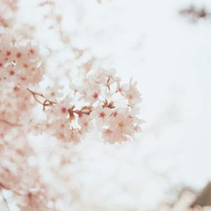 樱花飘落的季节