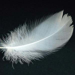 羽毛（翻自 王心凌）