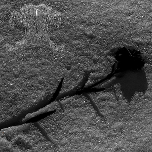 Tauet Svinger På En Gren