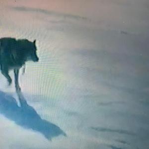 FKA Tropical Diseases