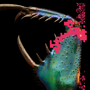 Megafragma (Jamie Paton Acid Atmos)