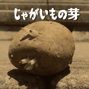 じゃがいもの芽