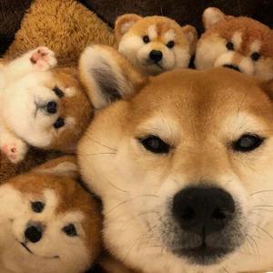 官方回答（片段）