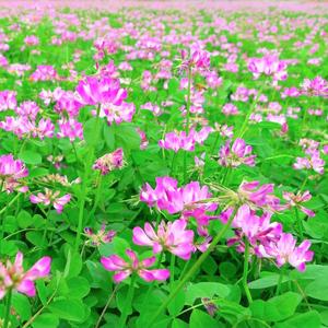 红花草 - 纯音乐