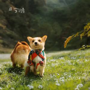 小巴郎