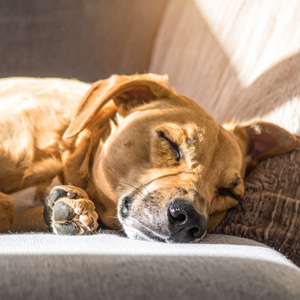 Ritmos Relajantes Para Perros