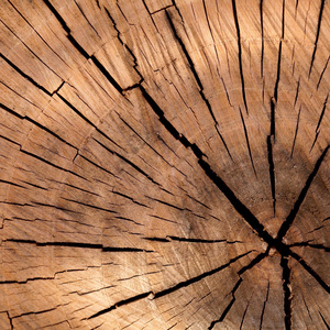 Timber