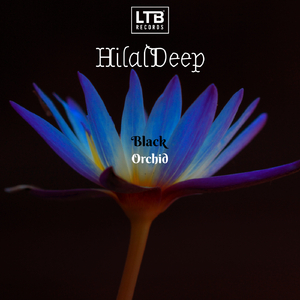 Black Orchid