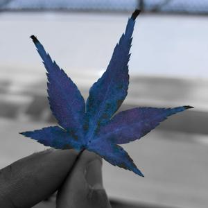 Moonroof Weather (feat. William Micourt)