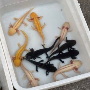 Soldier money Loko li P Devstacks