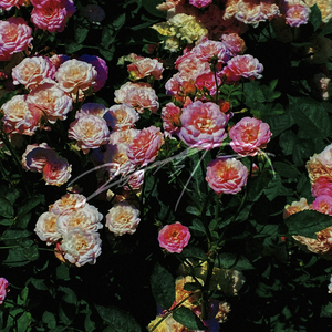 雨夜圆舞曲（Prod by RedRumMusic）