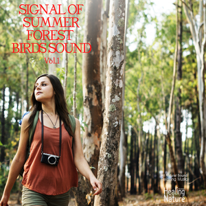 푸른 나무 사이로 비치는 빛줄기