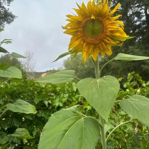 SEPTEMBER (feat. Helen Walford)