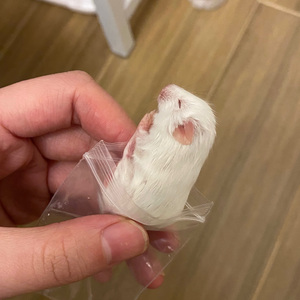 不分手的恋爱.wav