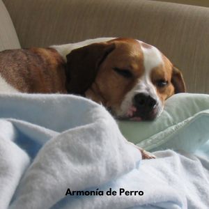 Patitas en el Paraíso