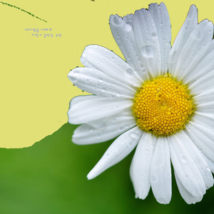 내사랑을 너에게