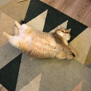 在二太街拯救公主