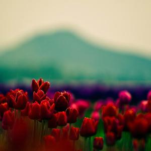 清晨（纯钢琴）