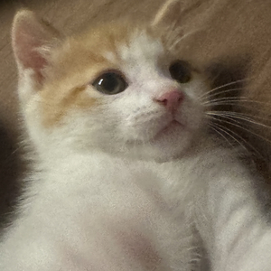 AMAZON(硬曲EA7)