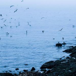 长镜头（翻自 杨宗纬）