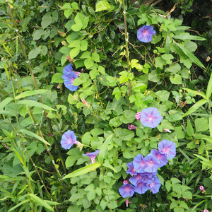 幸せな道を歩いていこう