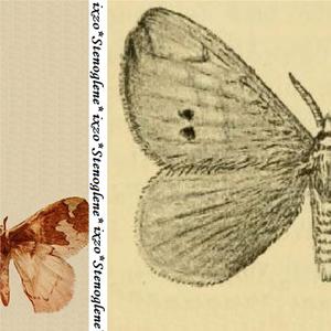 Stenoglene Hilaris