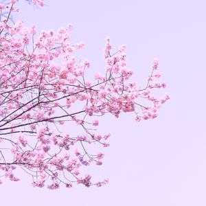 春风知不知（怀念版）