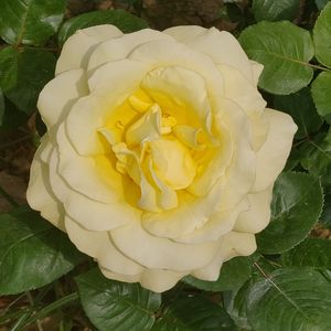 《FREE》异类闯荡oldschool/boombapBPM100