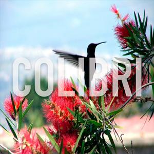 Colibri