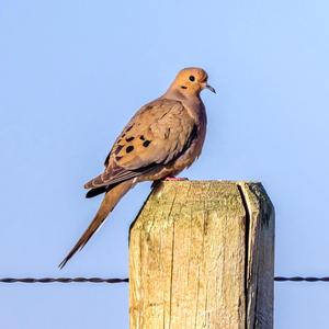 MOURNING DOVE 2219