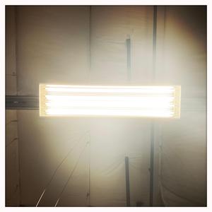 The Poppies In Her Head