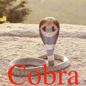 Cobra