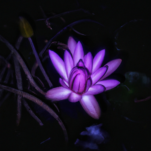 Night Lotus