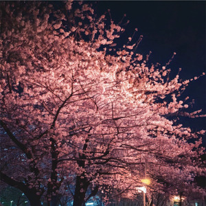 春の上野と夜風に桜