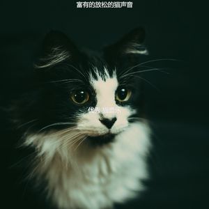 有趣可爱猫咪情怀
