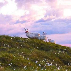 白羊（cover徐秉龙）