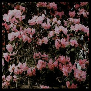 holding a moth by the wings (hands for scissors)