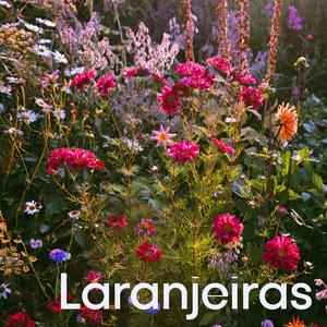 Laranjeiras