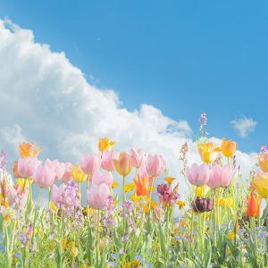 春天的声音（纯音乐）