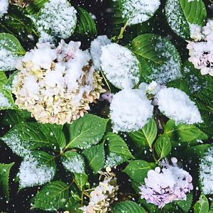 山茶白了雪