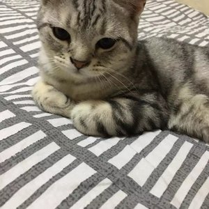 雨后的咖啡（Cover SNP乐队）