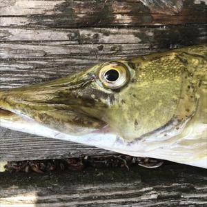 Aal am Kanal (feat. Lil Kopyto, Young Aalfisch & Xaver)