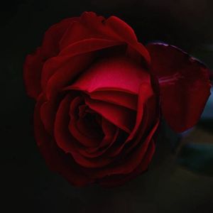 迷恋的花（Prod EVOMUSIC）