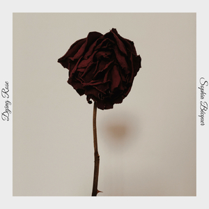 Dying Rose